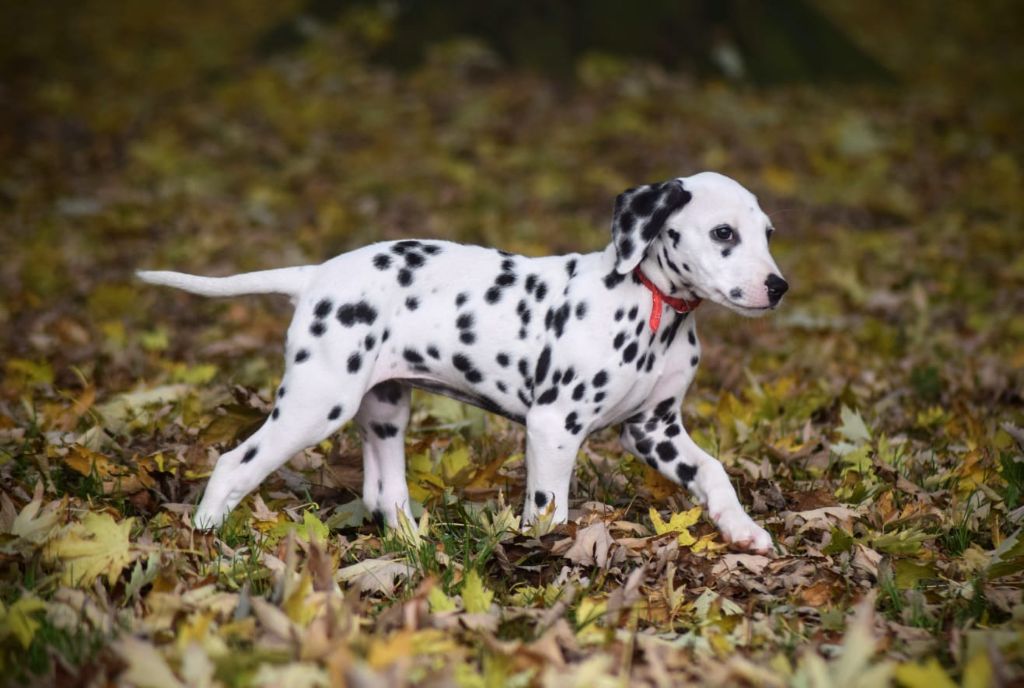 Du Château Des Cent-Une Taches - Chiot disponible  - Dalmatien