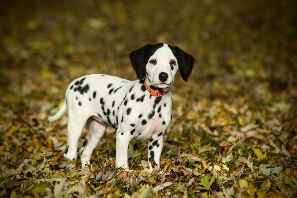 Du Château Des Cent-Une Taches - Chiot disponible  - Dalmatien