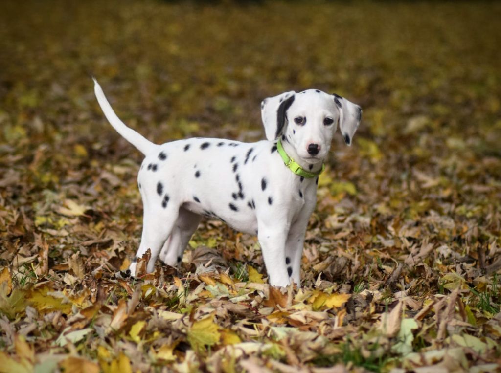 Du Château Des Cent-Une Taches - Chiot disponible  - Dalmatien