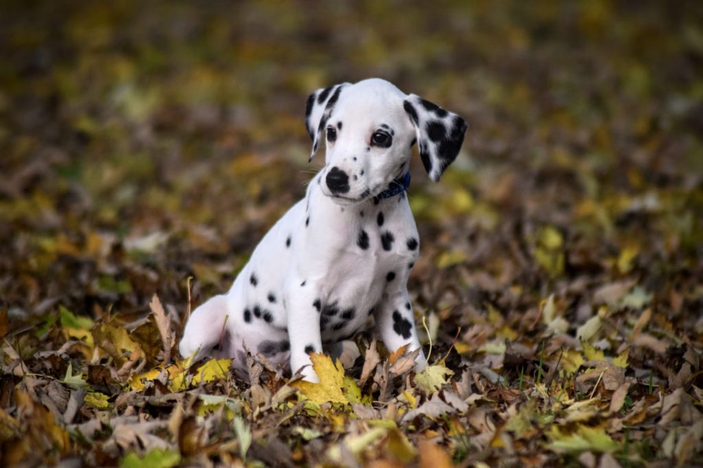 Du Château Des Cent-Une Taches - Chiot disponible  - Dalmatien