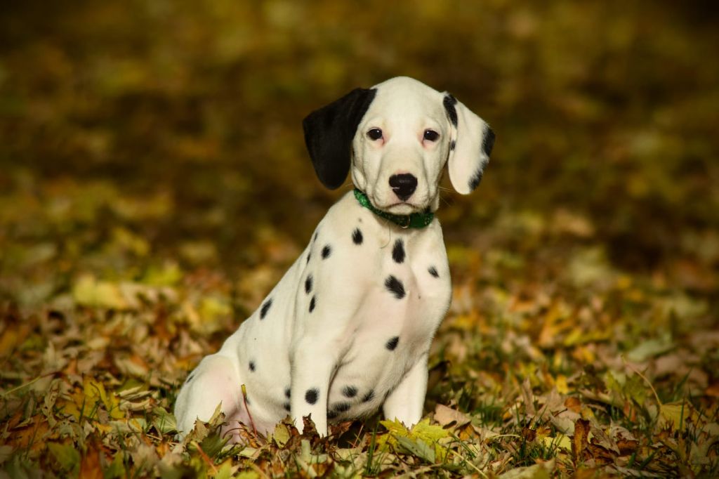 Du Château Des Cent-Une Taches - Chiot disponible  - Dalmatien