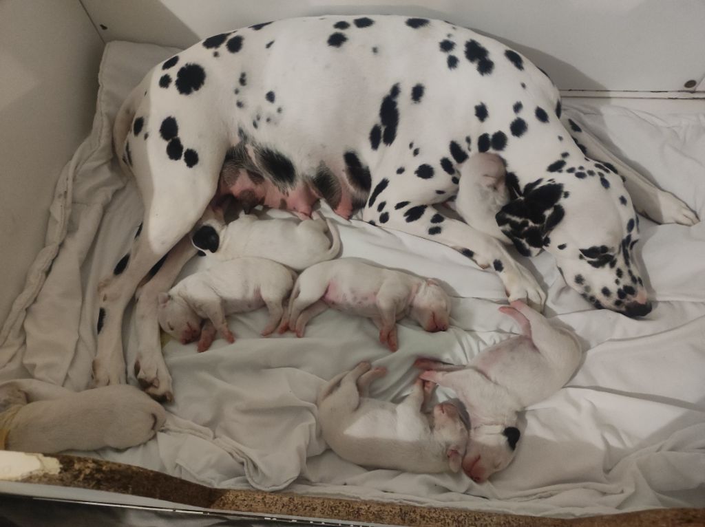 chiot Dalmatien Du Château Des Cent-Une Taches